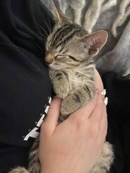 Domestic Short Hair Cats Available for Adoption in Los Angeles, California - Texas | PetCurious