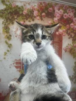 TILLY MOON -  Domestic Medium Hair Cat for Adoption in San Bernardino, California - TILLY MOON | PetCurious