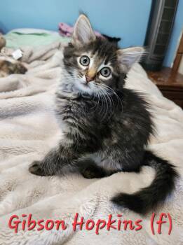 Rescue Domestic Medium Hair Cats for Adoption in Clarksville, Tennessee - Gibson Hopkins | PetCurious