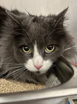 Domestic Long Hair Cats Available for Adoption in Wichita, Kansas - Grace | PetCurious
