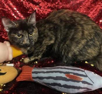 Cali -  Domestic Short Hair Cat Available for Adoption in Conway, South Carolina - Cali | PetCurious