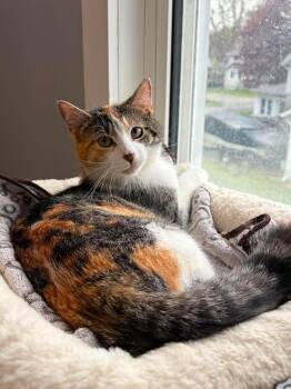Duesy -  Domestic Short Hair Cat Available for Adoption in Ridgetown, Ontario - Duesy | PetCurious