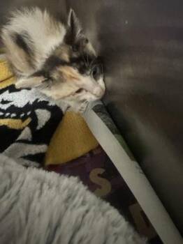 Lily -  Domestic Short Hair Cat for Adoption in Farmers Branch, Texas - Lily | PetCurious