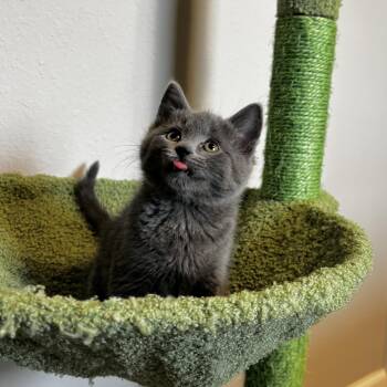 Russian Blue Cats Available for Adoption in Bentonville, Arkansas - Nada | PetCurious