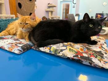 Fluffy and Brisket (cat cafe) -  Domestic Long Hair Cat for Adoption in West Lafayette, Indiana - Fluffy And Brisket (cat Cafe) | PetCurious