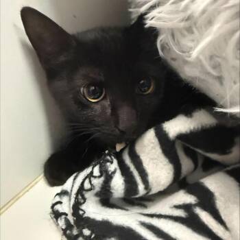Domestic Short Hair Cats Available for Adoption in Wantagh, New York - Ricki | PetCurious