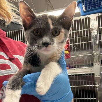 Edison -  Domestic Short Hair Cat for Adoption in Spokane, Washington - Edison | PetCurious