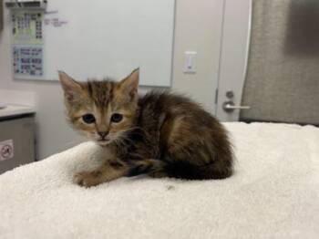 T Hawk -  Domestic Short Hair Cat for Adoption in Kansas City, Missouri - T Hawk | PetCurious