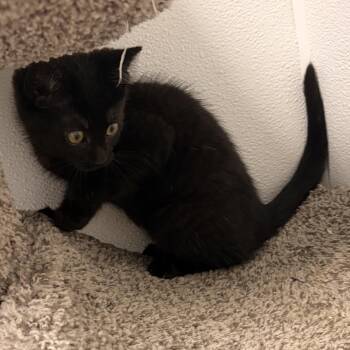 Wasabi -  Domestic Short Hair Cat for Adoption in Bryan, Ohio - Wasabi | PetCurious