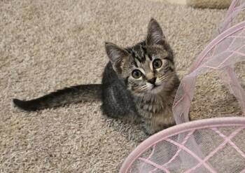 Amana -  Domestic Short Hair Cat for Adoption in Othello, Washington - Amana | PetCurious
