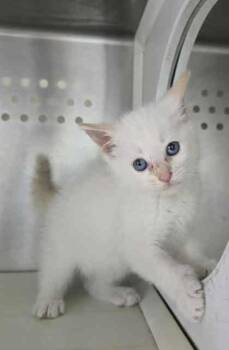 Rescue Domestic Short Hair Cats for Adoption in Sullivan, Indiana - Ryan Russian | PetCurious