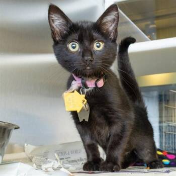 PUMPKIN -  Domestic Short Hair Cat for Adoption in St. Louis, Missouri - PUMPKIN | PetCurious