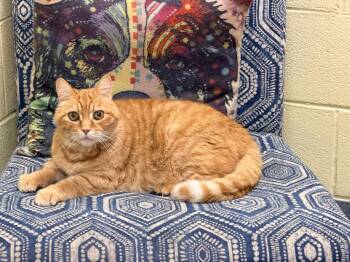 Tiger - sweet senior at Petsense Madison Hgts -  Domestic Short Hair Cat for Adoption in Amherst, Virginia - Tiger - Sweet Senior At Petsense Madison Hgts | PetCurious