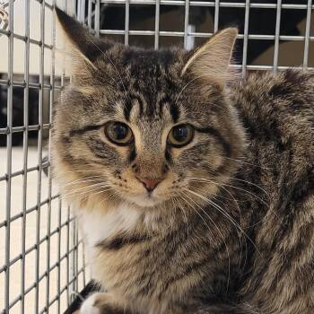 Muffin "Bibi" -  Domestic Medium Hair Cat for Adoption in Lake Panasoffkee, Florida - Muffin "Bibi" | PetCurious