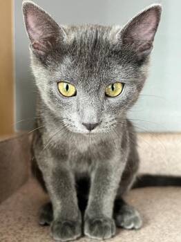 Blue -  Domestic Medium Hair Cat for Adoption in Millcreek, Utah - Blue | PetCurious