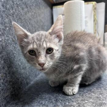 Sully -  Domestic Short Hair Cat for Adoption in Dyersburg, Tennessee - Sully | PetCurious