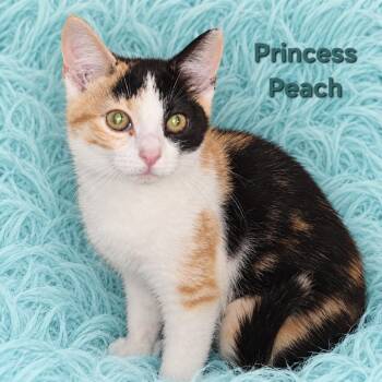 Princess Peach -  Domestic Short Hair Cat for Adoption in Quincy, Ohio - Princess Peach | PetCurious