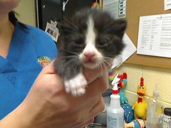 BRAMBLE -  Domestic Short Hair Cat for Adoption in Cookeville, Tennessee - BRAMBLE | PetCurious