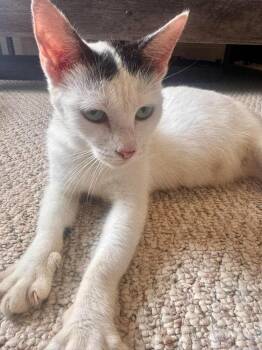 Edith -  Domestic Short Hair Cat for Adoption in Salisbury, North Carolina - Edith | PetCurious
