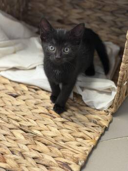 Onxy of the Three amigos -  Domestic Short Hair and Bombay Cat for Adoption in Bardonia, New York - Onxy Of The Three Amigos | PetCurious