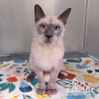 Rescue Domestic Short Hair Cats for Adoption in Irvine, California - MOCHA | PetCurious