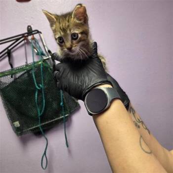 61150021 -  Domestic Short Hair Cat for Adoption in El Paso, Texas - 61150021 | PetCurious
