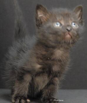 Walden -  Domestic Short Hair Cat for Adoption in Newland, North Carolina - Walden | PetCurious