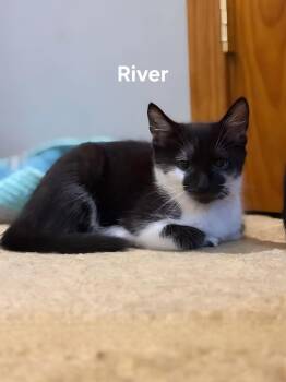 River & Harlan -  Domestic Short Hair Cat for Adoption in Chicopee, Massachusetts - River & Harlan | PetCurious