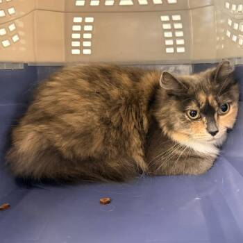 Cleo -  Domestic Long Hair Cat for Adoption in Indianapolis, Indiana - Cleo | PetCurious
