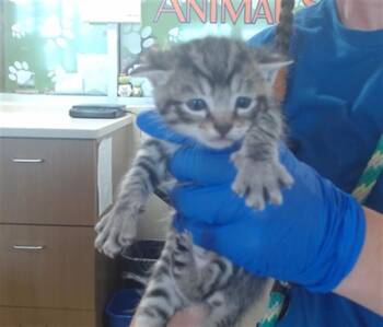 THRILLER -  Domestic Short Hair Cat for Adoption in Louisville, Kentucky - THRILLER | PetCurious