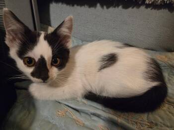 Krispy -  Tabby Cat for Adoption in San Antonio, Texas - Krispy | PetCurious