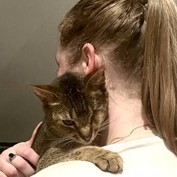 Abyssinian Cats Available for Adoption - Pumba | PetCurious