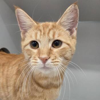 Edinburgh -  Domestic Short Hair Cat for Adoption in Voorhees Township, New Jersey - Edinburgh | PetCurious
