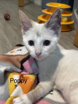 Poppy -  Domestic Short Hair Cat for Adoption in Frederick, Maryland - Poppy | PetCurious