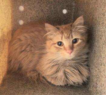 Domestic Long Hair and Domestic Short Hair Cats Available for Adoption in Anchorage, Alaska - BRUCE | PetCurious