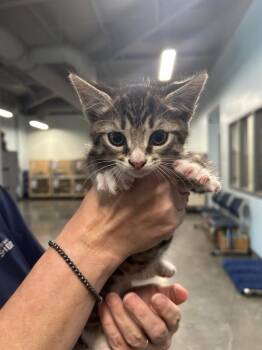 Domestic Short Hair Cats Available for Adoption in Gautier, Mississippi - Hazelnut | PetCurious