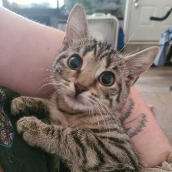 Wave 26-781 -  Domestic Short Hair Cat for Adoption in Georgetown, Kentucky - Wave 26-781 | PetCurious