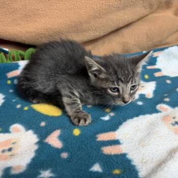 Grayson -  Domestic Short Hair Cat for Adoption in San Antonio, Texas - Grayson | PetCurious
