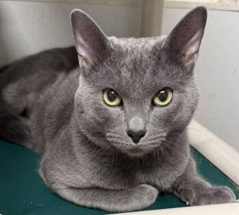Russian Blue Cats Available for Adoption in Bolivia, North Carolina - Cosmo | PetCurious