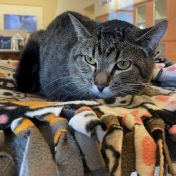 Domestic Short Hair Cats Available for Adoption in Rochester, Minnesota - Tom | PetCurious