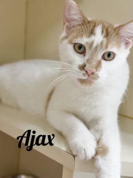 Ajax -  Domestic Short Hair Cat for Adoption in Manistee, Michigan - Ajax | PetCurious