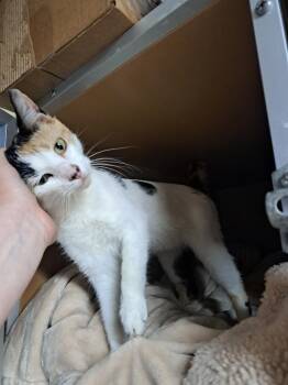 Calico Cats Available for Adoption - Lilly | PetCurious