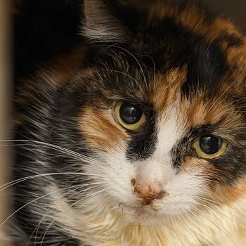 Domestic Short Hair Cats Available for Adoption in Chattanooga, Tennessee - Athena | PetCurious