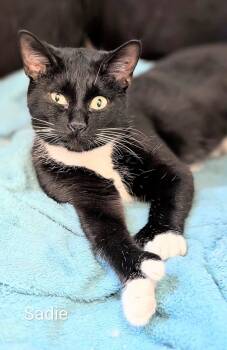 Domestic Short Hair Cats Available for Adoption in Flint, Michigan - Sadie | PetCurious