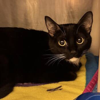 Domestic Medium Hair Cats Available for Adoption in Murray, Utah - Ophelia | PetCurious