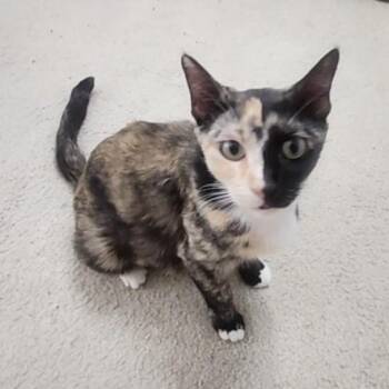 Calico Cats Available for Adoption in Allen, Texas - Gattalina | PetCurious