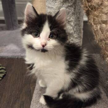 Capri -  Domestic Short Hair Cat for Adoption in Knoxville, Tennessee - Capri | PetCurious