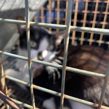 BRAZ-Stray-138943 -  Domestic Short Hair Cat for Adoption in Lake Jackson, Texas - BRAZ-Stray-138943 | PetCurious