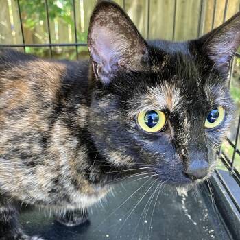 Venus -  Tortoiseshell Cat for Adoption in Oakland, California - Venus | PetCurious