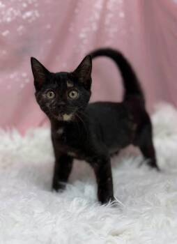Willie Ray -  Domestic Short Hair Cat for Adoption in Clarkesville, Georgia - Willie Ray | PetCurious